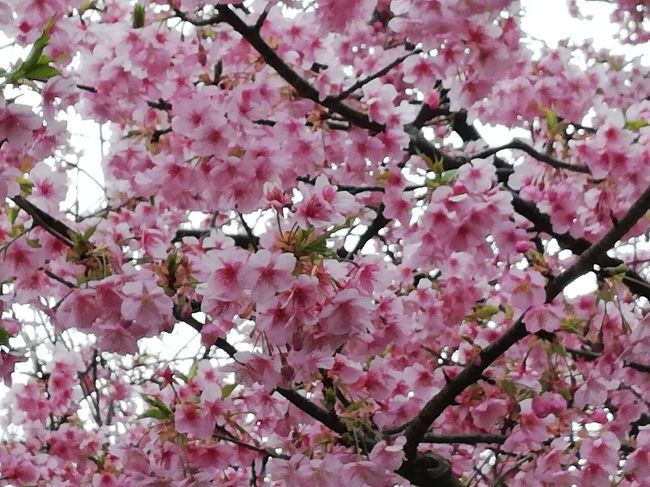 満開になった河津桜<br />しかし最近の自粛ムードのあおりなのか、来月の桜まつりは中止になったらしい。<br />う～ん<br />まあ最近は河津桜はいろいろなところで見れるのでいいが、お祭りを楽しみにしてる子供たちだったりお店の人などはショックがあるんだろうな。<br />まあ政府の方針が具合が悪くなっても病院に行くなというのだから、まあこれはどうしょうもないのかもしれない。<br />