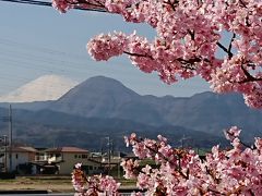 洞川の河津桜　2020.2.24