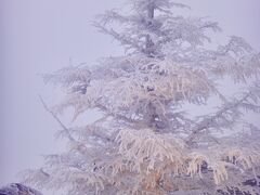 寒っ！真冬の美ヶ原　霧氷、樹霜が観られた！