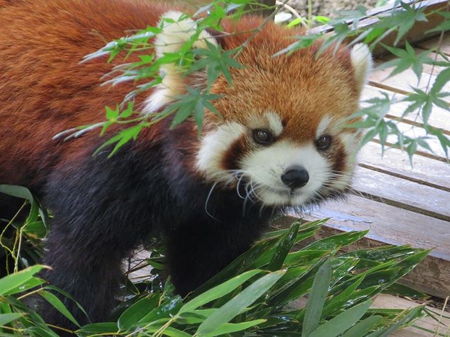 レッサーパンダとカワウソ押し? 【市川市動植物園　2018/06/01】