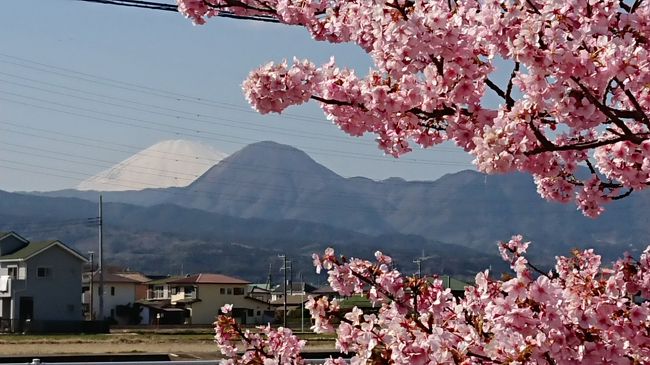 洞川の河津桜が満開でした。<br />今年は桜祭りが中止のようです。<br />