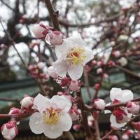 2020年2月、三連休の京都２：北野天満宮の梅