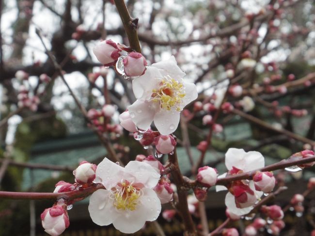 2020年2月、三連休の京都２：北野天満宮の梅