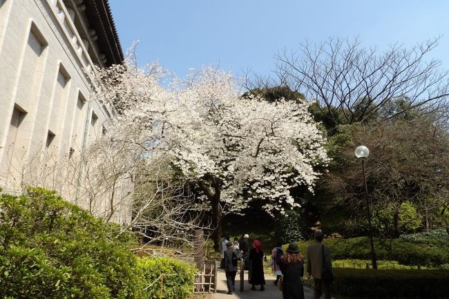 日本国内の桜の80%は染井吉野である。染井吉野の起源については「エドヒガンとオオシマザクラ」の雑種であって、自然交雑によって生じたと考えられてきた。しかし、最近では千葉大から新たな仮説(http://www.tokyo-shoyaku.jp/proj/kyoshitsu/pdfs/yk2016_04.pdf、https://www.nacos.com/jsb/06/06PDF/127th_307.pdf)も出てきている。そしてその交配は上野で行われたのではないかと推測している。すなわち、上野の小松宮像の脇がその場で、コマツオトメ(小松乙女)は染井吉野の兄弟か姉妹関係にあるとされる。<br /><br /> 染井吉野の起源を研究する過程で、エドヒガン(江戸彼岸)とオオシマザクラ(大島桜)の交配が行われた。その中には御帝吉野(ミカドヨシノ)がある。<br /> 御帝吉野(ミカドヨシノ)-静岡県三島市にある国立遺伝学研究所で染井吉野の起源を研究していた竹中要博士(明治36年(1903年)~昭和41年(1966年))により、大島桜に江戸彼岸を交配して育成・選抜されたもので、昭和32年(1957年)に命名された。東京国立博物館(東博)本館裏の日本庭園入口のレストラン横にも植えられている。<br /> 「咲耶姫」や「衣通姫」などがエドヒガン(江戸彼岸)とオオシマザクラ(大島桜)の種間雑種がある。<br /><br /> 染井吉野は野生種桜と交配し易いとされる。したがって、染井吉野の実生(みしょう)は多くあってしかるべきである。ミズタマザクラやウスゲオオシマ、ショウワザクラ、ソメイニオイ、ソトオリヒメなど100種近くの品種が確認されている(Wikipedia)。しかし、玉縄桜(登録品種)と品濃桜(未登録)くらいしか見てはいないようだ。あるいは、ソメイヨシノの実生種からソメイヨシノに似て、より病害などに抵抗の強い品種を作ろうという試みも存在する(Wikipedia)。<br /><br /> こうしたことに関しては「染井吉野の仲間」(https://www.ffpri.affrc.go.jp/tmk/visit/documents/someiyoshino.pdf)が参考になる。なお、高尾(八王子市廿里町)にある森林総合研究所 多摩森林科学園には全国各地からの桜約1300本が植えられた「サクラ保存林」がある。<br /><br /> しかし、温暖化の影響で暖冬が多くなり、染井吉野の花の色も桜色(色見本(https://www.i-iro.com/dic/sakura-iro))からはほど遠い、白っぽい色に変化してしまった。本来、桜色とは遥か昔の(大島桜ではない)山桜の花の色を言うのであろう。しかし、それが染井吉野がこれほどまでに普及してしまったために、桜色とは染井吉野の花の色と思っている人が多いであろう。そんな本来の桜色を見られる桜の開発が必要であるようにも思われる。<br />(表紙写真は東博の御帝吉野(ミカドヨシノ))