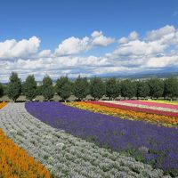 初めて北海道は小樽・札幌・富良野・美瑛・旭川の王道コースで