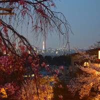 ひとりお花見部2019④　岡崎～東山 久しぶりに清水寺の夜桜で〆 二日め後半篇