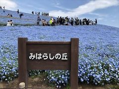 国営ひたち海浜公園、ネモフィラ