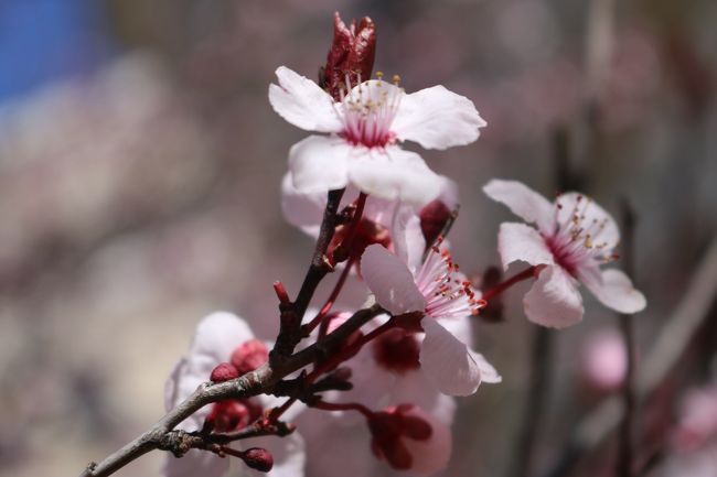 原点を見直す為にアメリカへ②「ワシントンＤＣの美しいカテドラルと桜祭りのお花見で心機一転」(3月17日夕方～18日ＡＭ)