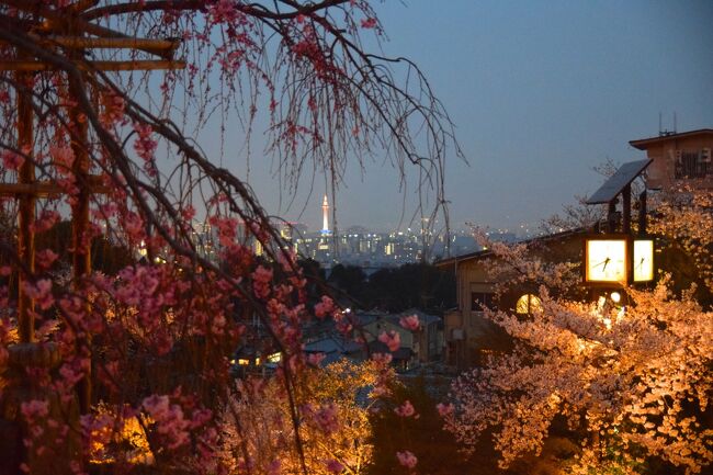 ひとりお花見部2019④　岡崎～東山 久しぶりに清水寺の夜桜で〆 二日め後半篇