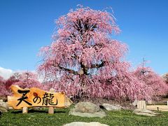 ■ 満開のしだれ梅を愛でる旅　＜鈴鹿の森庭園＞