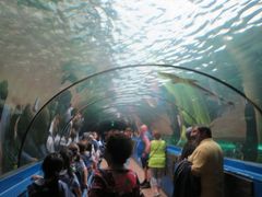 ＪＡＬファーストクラスでシドニー（４）シー・ライフ・シドニー水族館