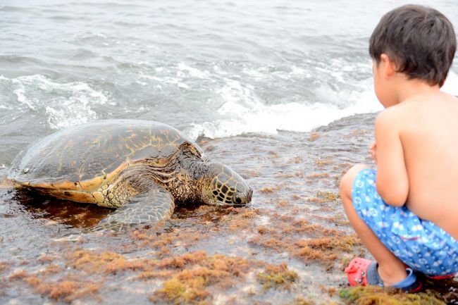 初めての子連れ海外キロク。<br /><br />1歳&amp;3歳の海外デビュー。<br />2週間でハワイ島、オアフ島に行ってきました！<br /><br />ノースショア方面の2日間です。<br /><br />9/4～9/8 ハワイ島<br />9/8～9/17 オアフ島