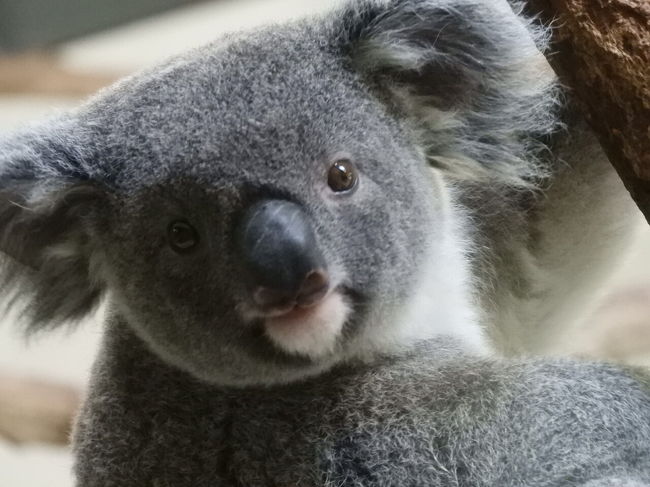 3日目の観光は多摩動物公園。<br />5回目ぐらいかな。<br /><br />3泊4日旅行代金合計 11388円<br /><br />交通費小計 2308円<br />電車 新宿 京王八王子 367円<br />電車 京王八王子 高尾山口 178円<br />ロープウェイ往復 950円<br />電車 高尾 八王子 157円<br />送迎バス往復 八王子 ホテル 0円<br />電車 京王八王子 多摩動物公園 178円<br />電車 多摩動物公園 京王八王子 178円<br />電車 京王八王子 新宿 300円(金券ショップ)<br /><br />宿泊費小計 7260円<br />1泊目 夜食軽朝食付き 7160円ー5000クーポン=2160円<br />2泊目 2食付き 8000円ー5000クーポン=3000円(2000ポイントバックあり)<br />3泊目 素泊quo2000付き 7100円ー5000クーポン=2100円(2000ポイントバックあり)<br /><br />飲食費小計 1520円<br /><br />その他小計 300円<br />多摩動物公園 300円(割引チケット)