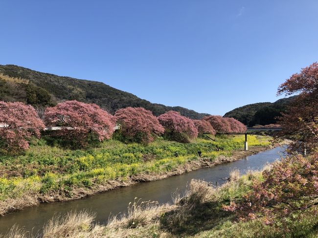 河津桜を見るため、河津と南伊豆の両方を回りました。<br />満開は過ぎていたものの、初めての河津桜はそれなりに楽しめました。<br />南伊豆に1時間、河津に2時間滞在できるような日程にしましたが、逆の方が良かったです。<br />次は、南伊豆をじっくり訪ねてみたいと思います。<br /><br />■日程<br />（行き）<br />赤羽06:09⇒熱海08:20<br />熱海08:26⇒伊豆急下田09:52<br />下田駅10:25⇒下賀茂10:50（バス）<br /><br />（南伊豆⇒河津）<br />下賀茂12:00⇒下田駅12:25（バス）<br />伊豆急下田12:37⇒河津12:49<br /><br />（帰り）<br />河津15:20⇒小田原16:47<br />小田原16:57⇒赤羽18:40<br /><br />■費用<br />・南伊豆フリー切符 6,270円<br />・踊り子特急券 2,000円弱<br />・JR普通グリーン券 1,600円（往復）