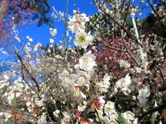 熱海梅園と世界遺産・韮山反射炉を訪ねる旅