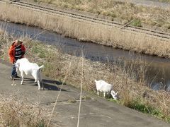 ヤギは散歩で河川敷に－2020年初春