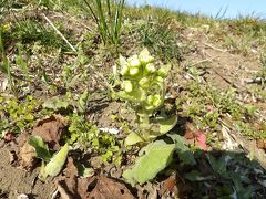 土手に蕗の薹（フキノトウ）－2020年初春