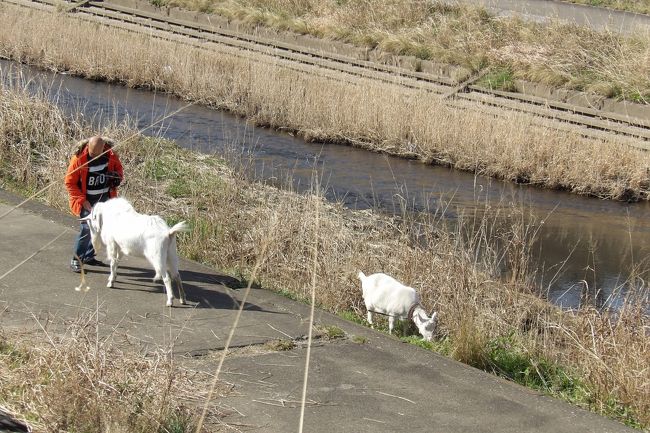 　今日は晴天に恵まれ、JR戸塚駅ホーム横で飼われている2頭のヤギもお散歩で柏尾川の河川敷までやって来ている。そして草をほうばっている。河原にもよもぎなどの草の若芽が息吹き出している。<br />　今日は土曜日で、柏尾川の土手を通る親子連れにもお父さんの姿が多い。子供に下のヤギを見るように促している。<br />　春めいて来た今日この頃の一風景である。<br />（表紙写真は散歩で河川敷までやって来たヤギ）