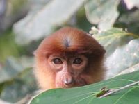 ボルネオ島のジャングルを訪ねる旅⑤キナバタンガン自然保護区2日目