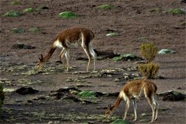 マチュピチュ・ウユニの旅--一路ウユニからリマへ--