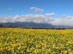 琵琶湖畔の【第一なぎさ公園】早咲きの菜の花畑と冠雪した比良山系で一足早い春を！