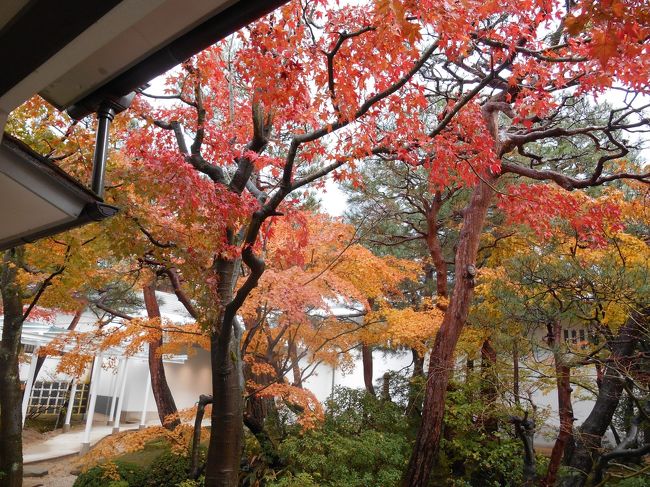 以前から足立美術館へ行ってみたいと思っていたのですが、どの季節が良いだろうかと悩んでいました。有名な庭園を借景とともに眺めるのであれば、やはり紅葉の秋だろうと思いました。大観の絵よりも、庭を見たくて出かけたような旅でした。<br /><br />空港へ着いてから、レンタカーでまっすぐ安芸市を目指しました。進むうちに田んぼや山の景色が広がり、観光地と言うより田舎に来たなあと思える風景ばかりです。美術館前の交差点まで来てみると、安来節会館と右側に足立美術館が見えてきました。ここまで来たら、両方を見ていこうと思いました。庭園や絵画はいつでも見られるので、安来節会館の公演時間から、こちらを先に行くことにしました。<br /><br />次の公演の時間まで安来亭のお土産や展示資料を見てすごしました。どじょうすくい踊りぐらいに思っていましたが、各地に安来節の支部があったり、男女で踊りが違ったりするのですね。さて開演時間が近くなると、前回の公演を見た団体客が大勢出てきた後に会場へ入りました。すると、、、個人のお客さんだけで、我々を含めても5人しか観覧者がいませんでした。そのためと言うのか、おかげさまでなのか、ほぼ全員が安来節体験をできることになってしまいました。終わると「ちょこっと名人」と書かれた証書を頂けました。<br /><br />演芸館の隣には、食事処のどじょう亭があります。ここまで来たらどじょうを食べない訳にはいきません。唐揚げに三色蕎麦で頂き、どじょうを制覇した思いになれました。<br /><br />次はいよいよ隣の足立美術館へ。さすがに有名なだけに、平日でもかなりのお客さんです。庭園の見えるガラス張りの部屋は、庭全体が大きく見えて、遠くの山が少しかすんで見えます。これは空模様の影響もあったのかな。時間が経つうちに雨もやみ、山が良く見えるようになってきました。美術館のモミジは真っ赤な紅葉で、今が旬。ベストタイミングで来たのではないかと、勝手に自己満足です。<br /><br />実はシュールな作家が好きで、大観にはあまり興味がなかったのですが。富岳の描き方の中には幻想的なものもあって、少し日本画のとらえ方を変えてくれた旅でした。<br />
