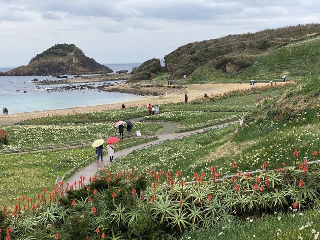 河津温泉の玉峰館に泊まって、間もなく廃止になる185系の特急踊り子号に乗る。春まだ浅い1月の成人の日の連休に南伊豆に出かけました。<br />のんびりとした感じで、またゆったりとした贅沢な気分になりました。<br /><br />コース<br />品川駅→特急踊り子105号→伊豆急下田駅→トヨタレンタカー→爪木崎（ビラ小沢売店で昼食、スイセン祭り、爪木崎花園・爪木崎灯台まで散策）→ハリスの小径を散策→河津温泉（玉峰館）<br />着後：峰温泉大噴湯公園周辺を散策<br /><br /><br />玉峰館（露天風呂付客室）宿泊<br /><br />