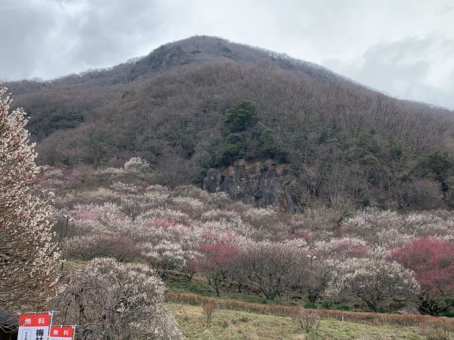 梅が綺麗な季節なので、ハイキングも兼ねて湯河原梅林と幕山へ行きました。天候が余り良くないのが残念でした。