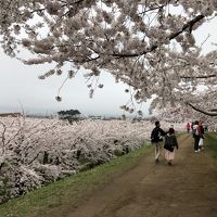 桜を見に函館へ