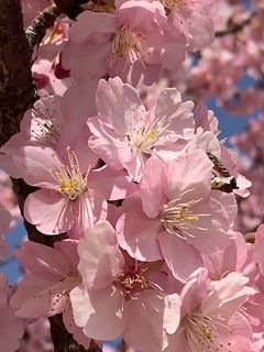 桜三月  散歩道　&#127800;