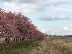 八千代市の新川千本桜で７分咲きの河津桜を愛でました