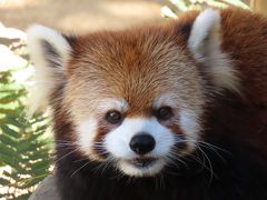 とくしま動物園　四国遠征2日目は徳島　ソラ君、ミンミンちゃん、あんこちゃん、さくらちゃん・・・四者四様の美パンダに癒される