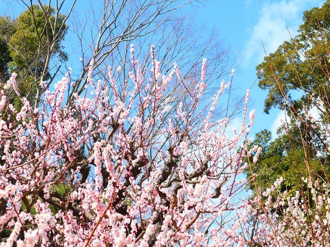 ミステリーツアー☆2日目 絶景海沿い散歩♪フェリーで鳥羽へ☆伊勢神宮～熊野倶楽部 宿泊記☆