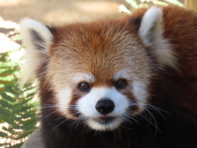 四国遠征2日目は徳島市とくしま動物園へ訪問です。<br /><br />ここでの楽しみは何と言っても家族なのに見た目からして特徴的な４匹のレッサーパンダに会えること。<br />すなわち、<br />一家の大黒柱なのに超絶癒し系でおっとりタイプのソラ君、<br />旦那様のソラ君とは対照的にシャープな顔立ちでチャキチャキ動くミンミンちゃん、<br />誰に似たの？と思わず聞きたくなるくらい南国美少女系なあんこちゃん、<br />そして、あんこお姉ちゃんとは対照的な典型的美少女なさくらちゃん、<br />の４匹です。<br /><br />四者四様の美パンダ家族をお楽しみください。<br /><br /><br />これまでのレッサーパンダ旅行記はこちらからどうぞ→http://4travel.jp/travelogue/10652280