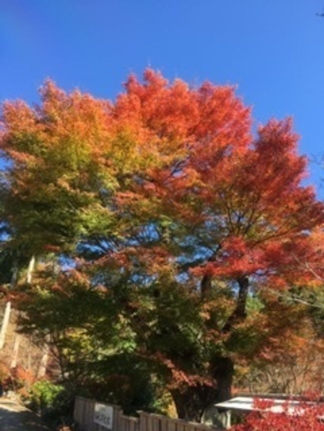 紅葉を求めてぶらっと。