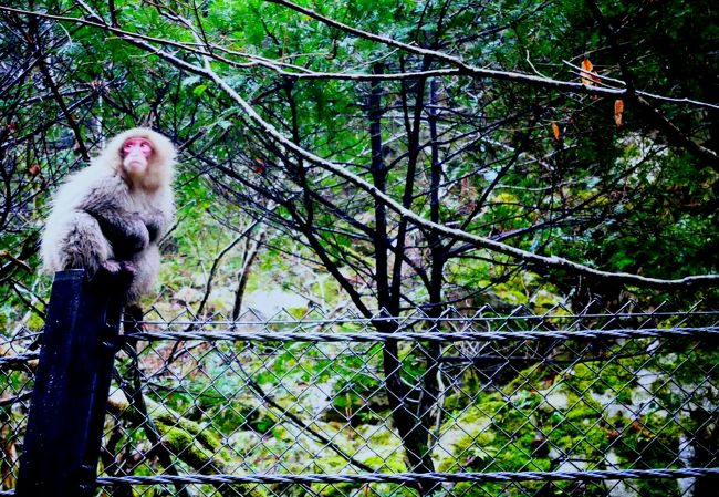 旦那の打ち合わせ出張についてく、第２弾。中国地方編です。岡山真庭市迄行き、どうせなら仕事終わりに、取引先大推薦の湯原温泉に宿泊しようと。コロナで棚ボタ休みの息子は迷いなく嬉しそうに留守番志願…。行ってまいりました。