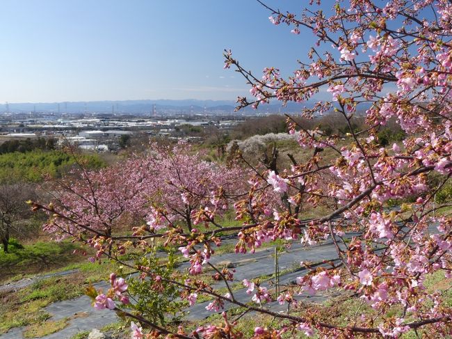 群馬県太田市の「河津桜の里」に行ってきました。開花はまだ３分咲きくらいですが、すでに綺麗です。これから開花が進んで、もっと綺麗に見頃になると思います。
