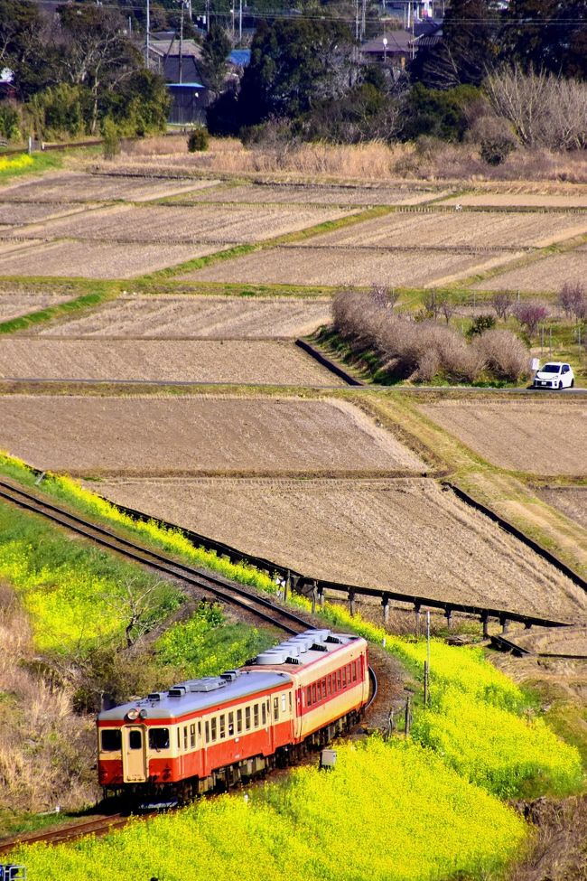 春のいすみ鉄道沿線に咲き広がる、この時期限定の黄色い早春の風景を探しに訪れてみました。