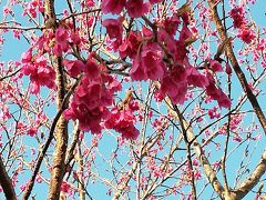 流山おおたかの森駅前で寒緋桜