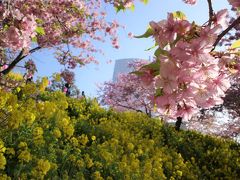 松田山の桜まつりと高松山登山