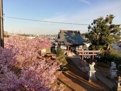 松戸での河津桜はそろそろ終わりかな