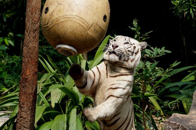 シンガポールの動物園&水族館を網羅すべく4泊7日のひとり旅をしてきました。<br /><br /> 0日目:羽田空港(https://4travel.jp/travelogue/11547983)<br /> 1日目:チャンギ空港→市街地(https://4travel.jp/travelogue/11573862)<br /> ≪River Safari≫ https://4travel.jp/travelogue/11576145<br /> https://4travel.jp/travelogue/11580253<br /> https://4travel.jp/travelogue/11581860<br /> https://4travel.jp/travelogue/11582479<br /> 夕食→ホテル(https://4travel.jp/travelogue/11583266)<br /> 2日目:街歩き→セントーサ島(https://4travel.jp/travelogue/11586379)<br /> ≪S.E.A Aquarium≫<br /> 難破船→南米(https://4travel.jp/travelogue/11587050)<br /> カリブ海→大水槽(https://4travel.jp/travelogue/11589782)<br /> クラゲ→出口(https://4travel.jp/travelogue/11591341)<br /> セントーサ島観光(https://4travel.jp/travelogue/11595026)<br /> 3日目:≪Singapore Zoo≫<br /> 入園→キホオテナガザル(https://4travel.jp/travelogue/11602397)<br />今ココ→ ホワイトタイガー→Splash Safari<br /> オランウータン→RepTopia<br /> (https://4travel.jp/travelogue/11611439)<br /> ワニ→Fragile Forest(https://4travel.jp/travelogue/11614263)<br /> Wild Africa→Frozen Tundra<br /> (https://4travel.jp/travelogue/11616322)<br /> RAINFOREST Fights Back SHOW→elephant presentation<br /> (https://4travel.jp/travelogue/11617019)<br /> 夕食→Thumbuakar Performance<br /> (https://4travel.jp/travelogue/11618407)<br /> ≪Night Safari≫<br /> トラム(https://4travel.jp/travelogue/11619105)<br /> Creatures of the Night Show<br /> (https://4travel.jp/travelogue/11619557)<br /> 徒歩コース(https://4travel.jp/travelogue/11620870)<br /> 4日目:ブギス→オーチャード(https://4travel.jp/travelogue/11623177)<br /> マリーナベイサンズ周辺(https://4travel.jp/travelogue/11627725)<br /> 5日目:≪Jurong Bird Park≫ https://4travel.jp/travelogue/11628914<br /> https://4travel.jp/travelogue/11633369<br /> https://4travel.jp/travelogue/11636923<br /> https://4travel.jp/travelogue/11638783<br /> https://4travel.jp/travelogue/11639549<br /> https://4travel.jp/travelogue/11639824<br /> https://4travel.jp/travelogue/11641187<br /> 6日目:チャンギ空港→羽田空港(https://4travel.jp/travelogue/11641860)<br /> まとめ:お土産、費用(https://4travel.jp/travelogue/11644022/)