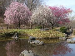 「みかも山・万葉庭園」の梅_2020_咲き残っていますが、見頃は過ぎていました。（栃木県・佐野市）