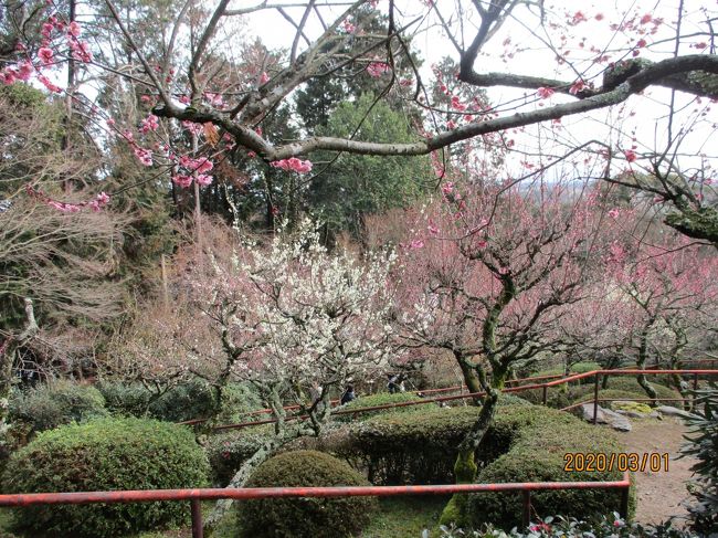 石山寺をゆっくりと参拝しました。「梅つくし」という時期で本堂近くでは盆梅もあり、梅林が満開でとてもきれいでした。その近くでは、「夢の桜」という桜も咲いていてとてもきれいでした。