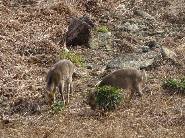 冬の寒い時期になると温泉に行きたがる旦那。<br />ほぼ毎年のように函館に行ってましたが、今年は伊豆の修善寺と熱海にしました。<br />以前、伊東に行った時、下道で行ったらすごく時間がかかったので、今回は東名を使いました。<br />やっぱり高速だとかなり早いですね、お金はかかりますが…<br />朝７時には出発し、東名の横浜青葉ＩＣに入ったのが７時５０分。<br />結構東名に入るまでが混んでいました。<br />本当は、滅多に東名に乗ることも無いから御殿場のアウトレットに行こうと思っていましたが、早過ぎちゃいました。<br />１０時オープンまで待つのも何なんで、アウトレットは諦め、御殿場ＩＣで降りて下道でのんびりと修善寺へ。<br /><br />久しぶりの温泉。<br />温泉に入ると肌が乾燥しないのがいいですね。