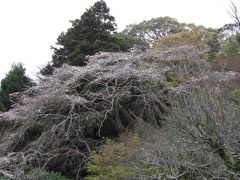 扇湖山荘の大しだれ桜は今年はお預けです