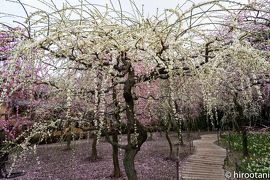 なばなの里 花まつり 桑名 長島 三重県 の旅行記 ブログ By Hirootaniさん フォートラベル なばなの里 花まつり 桑名 長島 三重県 の旅行記 ブログ By Hirootaniさん フォートラベル