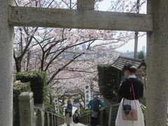 春の神戸と有馬温泉（１３）北野天満神社の桜