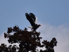 今年も会えた涸沼のオオワシ様 令和になっても来てくれてありがとう～