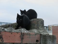 猫探し【スペイン(リェイダ旧大聖堂・La Seu Vella)編】